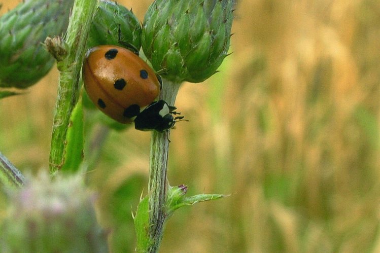 coccinelle da ID